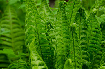 Sprouts of fern. Summer green foliage. Summer seasonal background.