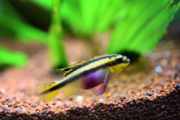 Kribensis (Pelvicachromis pulcher) freshwater cichlid fish in home aquarium
