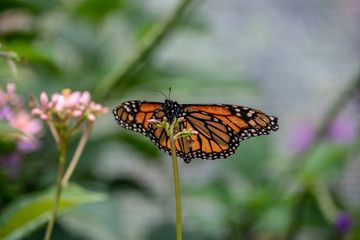 Monarch butterfly resting on a plant