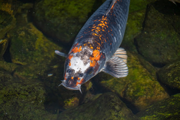 Koi Carp swimming in a shallow lake