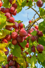 Branch with ripe red plums in the suburban area.