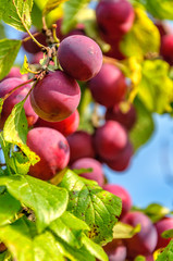 Branch with ripe red plums in the suburban area.