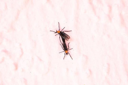 A lovebug insect crawling on a wall