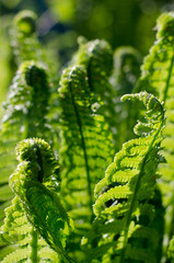 Sprouts of fern. Summer green foliage. Summer seasonal background.