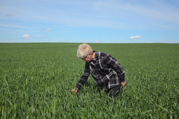 Naklejka na ściany i meble Farmer examining wheat field in spring