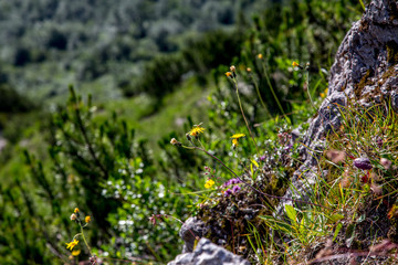 Bergblumen am Hang, Berglandschaft und grün