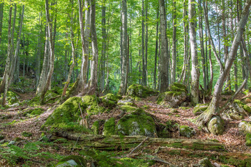 Baum der auf einen Felsen gewachsen ist mit grünen Laub