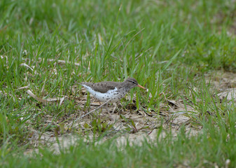 Spotted Sandpiper