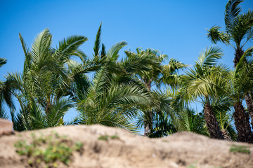 Obraz na płótnie Canvas palm trees
