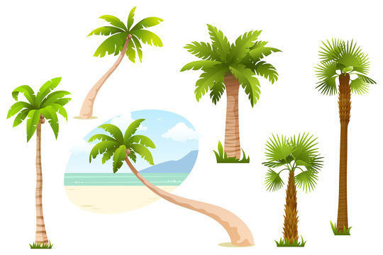 Collection of palm tree isolated on white background. Tropical palm trees with green leaves and coconuts. Cartoon style. Element for your design. Vector illustration.