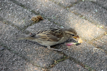 Young male house sparrow (Passer domesticus) with a cracker crumb in its beak. Italy. Summer, July. 