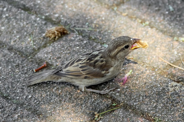 Young male house sparrow (Passer domesticus) with a cracker crumb in its beak. Italy. Summer, July. 