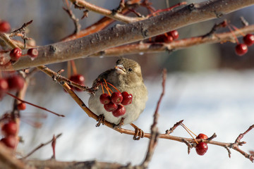 Female House Sparrow (Passer domesticus) perched on a branch. Samara, Russia. February. 