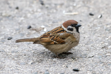 A Eurasian tree sparrow (Passer montanus) on the asphalt. Russia. Spring, April. 
