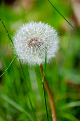 A close up of a dandelion seed head show the white seed detail. The mature seeds are attached to white, fluffy "parachutes" which easily detach from the seed head and are dispersed by the wind.