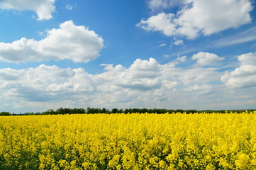 Obraz premium Rapeseed or Brassica napus, also known as rape and oilseed rape is a bright yellow flowering member of the family Brassicaceae, cultivated mainly for its oil-rich seed.
