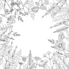 Hand drawn medicinal herbs.Vector sketch  illustration.