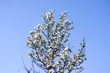 Magnolia tree blooming