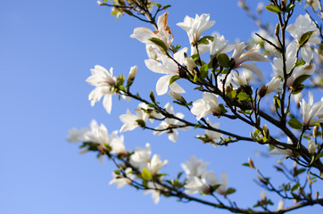 Magnolia branch blooming