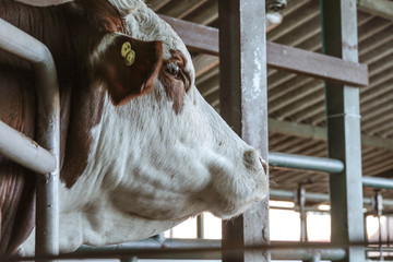 Vaca
