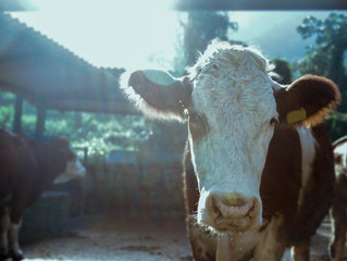 Vaca