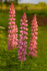  lush inflorescences of pink lupine