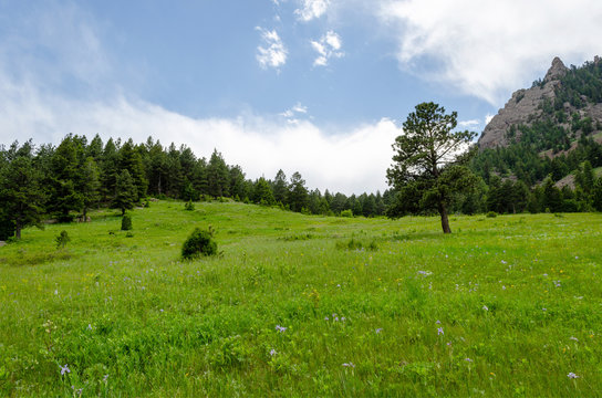 landscape with trees and blue sky
