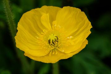 黄色い花（宇宙芋）