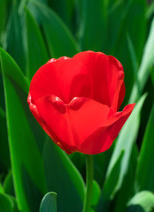 Red tulip on a blurred background of green grass.