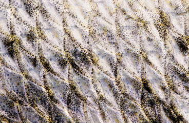 Fish (Zander/Pike-perch, Sander lucioperca) scales close-up. Image looks a bit soft due to the epidermal mucus covering the scales.