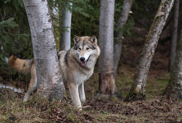 Fototapeta premium Grey wolf in birch trees