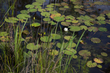 One single white waterlily growing wild in natural dark water with lily pads and reeds in foreground