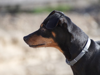 pinscher miniature