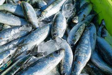 sardinas recién pescadas