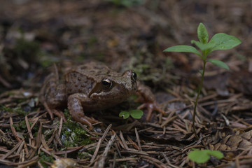 Wood Frog