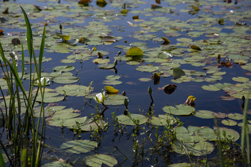 One budding white waterlily flower blooming in a sunlit dark pond with lily pads and other aquatic plants