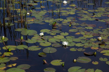 American white waterlilies blooming natural and wild in dark black reflective water with reeds and...