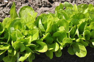 In the open ground grows lettuce (Lactuca sativa)