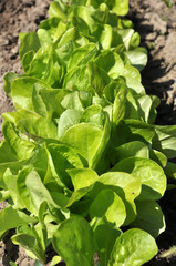 In the open ground grows lettuce (Lactuca sativa)