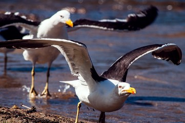 Two seagulls taking off