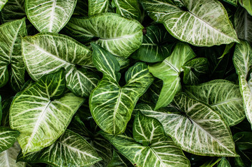 Greenn and white leaves