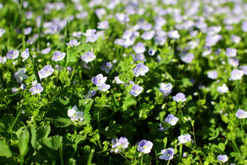 Veronica filiformis. Perennial herbaceous plant. Blooming lawn with delicate blue flowers.