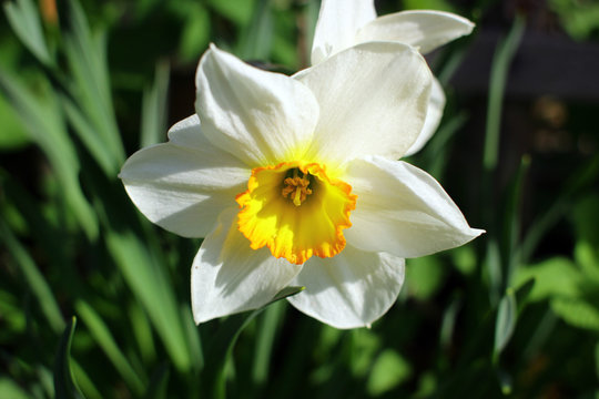 Beautiful white daffodil. Blooming daffodil flower on sunny day. Close-up.