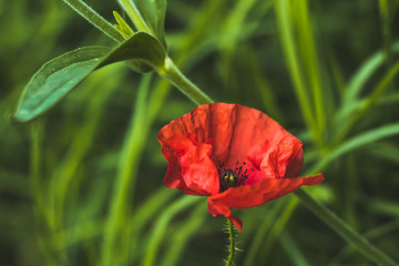 Mohnblume