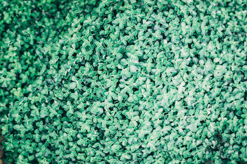 succulent plant pattern