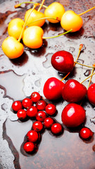 Red and yellow cherries in water drops. Fresh cherries on dark background. Washed cherries before cooking