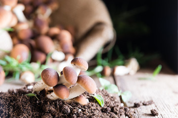 Mushrooms on rustic wooden table