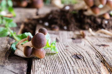 Mushrooms on rustic wooden table