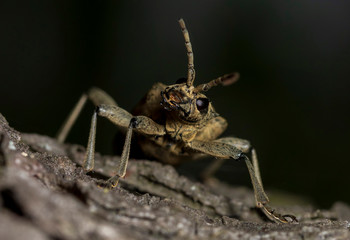 Longhorned Beetle on bark