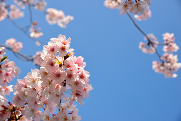 【神奈川】横須賀　走水水源地の桜